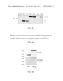 CARDIOTONIC STEROID ANTAGONISTS AND RELATED METHODS diagram and image