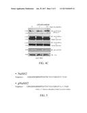 CARDIOTONIC STEROID ANTAGONISTS AND RELATED METHODS diagram and image