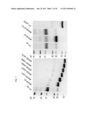 REF NUCLEASE FOR SITE SPECIFIC REF-MEDIATED DNA CLEAVAGE diagram and image