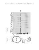 REF NUCLEASE FOR SITE SPECIFIC REF-MEDIATED DNA CLEAVAGE diagram and image