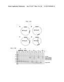 REF NUCLEASE FOR SITE SPECIFIC REF-MEDIATED DNA CLEAVAGE diagram and image