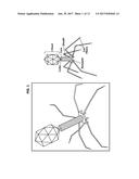 PAENIBACILLUS LARVAE TREATMENT WITH PHAGE LYSIN FOR AMERICAN FOULBROOD     DISEASE diagram and image