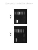 PAENIBACILLUS LARVAE TREATMENT WITH PHAGE LYSIN FOR AMERICAN FOULBROOD     DISEASE diagram and image