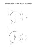 COMPOSITION AND METHOD FOR DIVERSIFYING POLYPEPTIDE LIBRARIES diagram and image