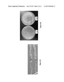 COMPOSITION AND METHOD FOR DIVERSIFYING POLYPEPTIDE LIBRARIES diagram and image