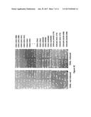 COMPOSITION AND METHOD FOR DIVERSIFYING POLYPEPTIDE LIBRARIES diagram and image