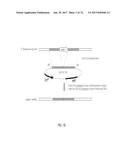 METHOD FOR RAPIDLY SCREENING MICROBIAL HOSTS TO IDENTIFY CERTAIN STRAINS     WITH IMPROVED YIELD AND/OR QUALITY IN THE EXPRESSION OF HETEROLOGOUS     PROTEINS diagram and image