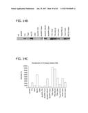 METHOD FOR IDENTIFYING A SUBPOPULATION OF MAMMALIAN CELLS WITH DISTINCTIVE     RIBOSOME TRANSLATION PROFILES diagram and image