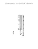 PHARMACEUTICAL COMPOSITIONS COMPRISING RNA AND USE FOR TREATING CANCER diagram and image