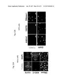 PHARMACEUTICAL COMPOSITIONS COMPRISING RNA AND USE FOR TREATING CANCER diagram and image