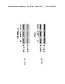 PHARMACEUTICAL COMPOSITIONS COMPRISING RNA AND USE FOR TREATING CANCER diagram and image