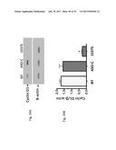 PHARMACEUTICAL COMPOSITIONS COMPRISING RNA AND USE FOR TREATING CANCER diagram and image