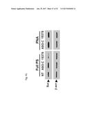 PHARMACEUTICAL COMPOSITIONS COMPRISING RNA AND USE FOR TREATING CANCER diagram and image