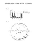 LNCRNAS FOR THERAPY AND DIAGNOSIS OF CARDIAC HYPERTROPHY diagram and image