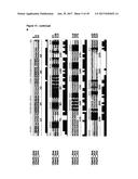 LNCRNAS FOR THERAPY AND DIAGNOSIS OF CARDIAC HYPERTROPHY diagram and image