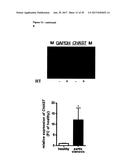 LNCRNAS FOR THERAPY AND DIAGNOSIS OF CARDIAC HYPERTROPHY diagram and image