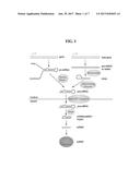 Pri-mirna libraries and methods for making and using pri-mirna libraries diagram and image