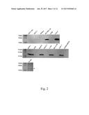 APTAMER TARGETING MAGE-A3 PEPTIDE AND USES THEREOF diagram and image