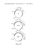 FLUORESCENT FUSION POLYPEPTIDES AND METHODS OF USE diagram and image