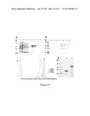 FLUORESCENT FUSION POLYPEPTIDES AND METHODS OF USE diagram and image