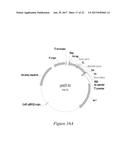 FLUORESCENT FUSION POLYPEPTIDES AND METHODS OF USE diagram and image