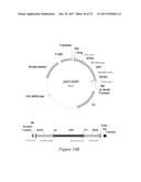 FLUORESCENT FUSION POLYPEPTIDES AND METHODS OF USE diagram and image