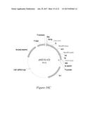 FLUORESCENT FUSION POLYPEPTIDES AND METHODS OF USE diagram and image