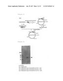 HETEROGENEOUS POLYPEPTIDE EXPRESSION CASSETTE diagram and image