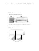 HETEROGENEOUS POLYPEPTIDE EXPRESSION CASSETTE diagram and image