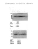 HETEROGENEOUS POLYPEPTIDE EXPRESSION CASSETTE diagram and image