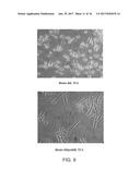 STRAIN AND BIOPROCESS ENGINEERING FOR HIGH LIPID PRODUCTION diagram and image