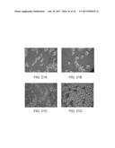 STRAIN AND BIOPROCESS ENGINEERING FOR HIGH LIPID PRODUCTION diagram and image