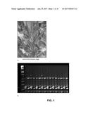 PLANTS WITH IMPROVED AGRONOMIC TRAITS diagram and image