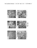 INFLUENZA VACCINES AND METHODS OF USE THEREOF diagram and image