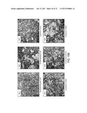 INFLUENZA VACCINES AND METHODS OF USE THEREOF diagram and image