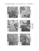 INFLUENZA VACCINES AND METHODS OF USE THEREOF diagram and image