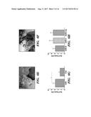 ELASTIC BIOPOLYMER AND USE AS A TISSUE ADHESIVE diagram and image