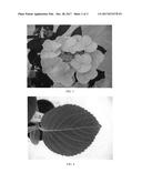 Hydrangea plant named `BCHY-11.026 . diagram and image