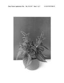 Celosia plant named  BKCELAV  diagram and image