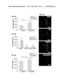 SYSTEM, METHOD AND APPLICATIONS INVOLVING IDENTIFICATION OF BIOLOGICAL     CIRCUITS SUCH AS NEUROLOGICAL CHARACTERISTICS diagram and image