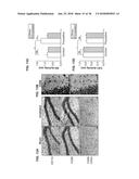 SYSTEM, METHOD AND APPLICATIONS INVOLVING IDENTIFICATION OF BIOLOGICAL     CIRCUITS SUCH AS NEUROLOGICAL CHARACTERISTICS diagram and image