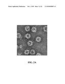 RECOMBINANT SELF-ASSEMBLING PROTEIN COMPRISING TARGET-ORIENTED PEPTIDE AND     USE THEREOF diagram and image