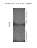 RECOMBINANT SELF-ASSEMBLING PROTEIN COMPRISING TARGET-ORIENTED PEPTIDE AND     USE THEREOF diagram and image