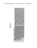 RECOMBINANT SELF-ASSEMBLING PROTEIN COMPRISING TARGET-ORIENTED PEPTIDE AND     USE THEREOF diagram and image