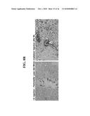 RECOMBINANT SELF-ASSEMBLING PROTEIN COMPRISING TARGET-ORIENTED PEPTIDE AND     USE THEREOF diagram and image