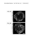 3D-PRINTED SCAFFOLD DEVICE FOR CELL TRANSPLANTATION diagram and image