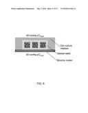 3D-PRINTED SCAFFOLD DEVICE FOR CELL TRANSPLANTATION diagram and image