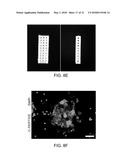 3D-PRINTED SCAFFOLD DEVICE FOR CELL TRANSPLANTATION diagram and image