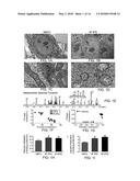 METHODS AND MATERIALS FOR OBTAINING INDUCED PLURIPOTENT STEM CELLS diagram and image