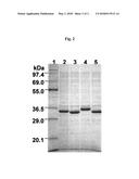 MUTATED GENES FOR THE CATALYTIC PROTEIN OF OPLOPHORUS LUCIFERASE AND USE     THEREOF diagram and image